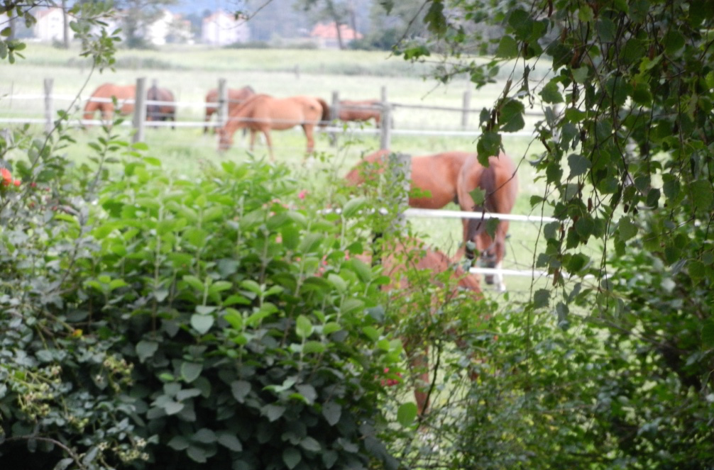 Pferdehof Hums Sommerkoppeln