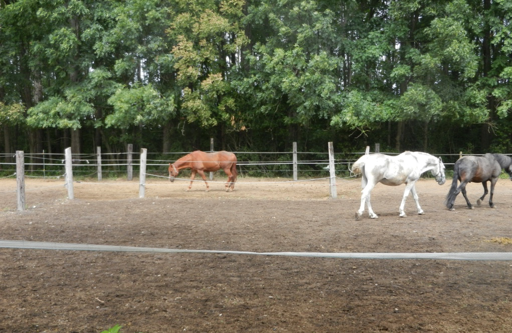 Pferdehof Hums Winterkoppeln