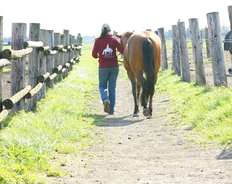 Pferdehof Hums Koppelgang